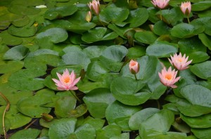 DSC_0229 (2) (1280x848)