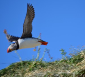 DSC_0073 (1280x1160)