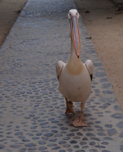 DSC_0833 (1038x1280)