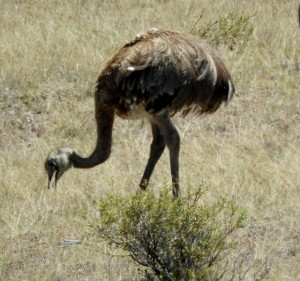 DSCN0598 (1280x1202)