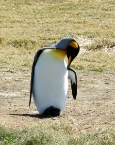 DSCN1660 (1012x1280)