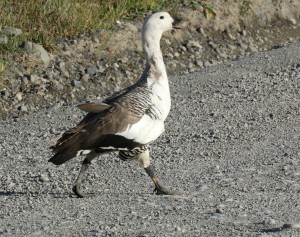 DSCN1939 (1280x1013)