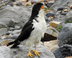 DSCN2265 (1280x1036)