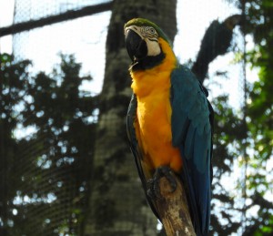 DSCN5252 (1280x1107)